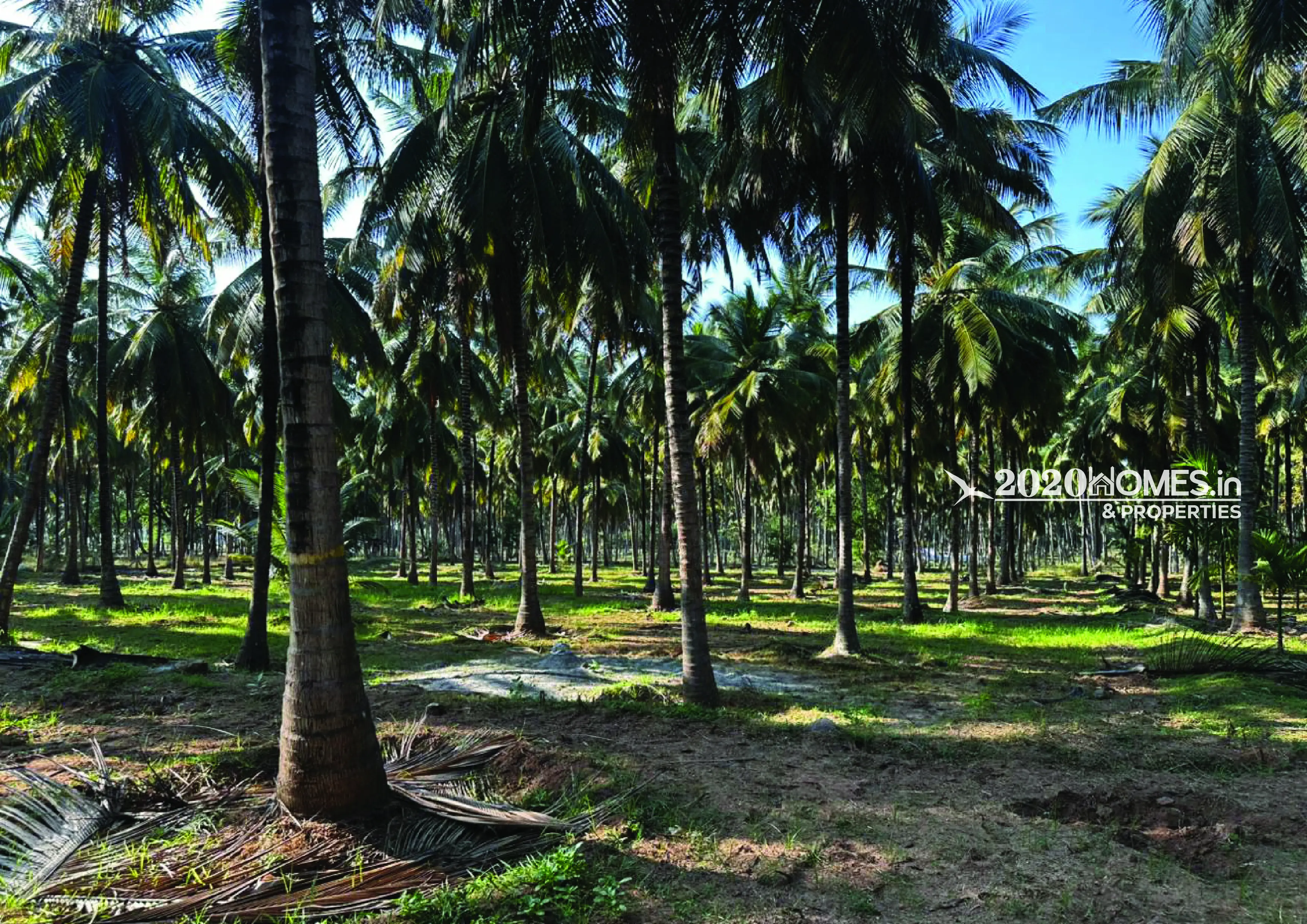 Gramam Coconut Farm Anaimalai